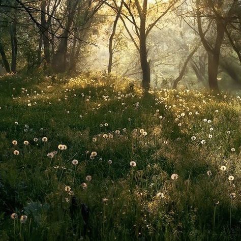 queer cottagecore — wlw living in a cottage in the forest... Fairy Aesthetic, Cottage Core Aesthetic, Images Esthétiques, Cottagecore Aesthetic, Nature Aesthetic, Pretty Places, Narnia, Green Aesthetic, Pretty Pictures