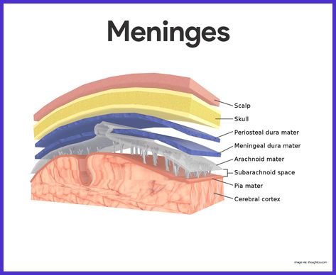 Nervous System Anatomy, Dura Mater, Basic Anatomy And Physiology, Medical Student Study, Brain Anatomy, Biology Lessons, Nursing School Studying, Nursing School Tips, Nursing School Notes