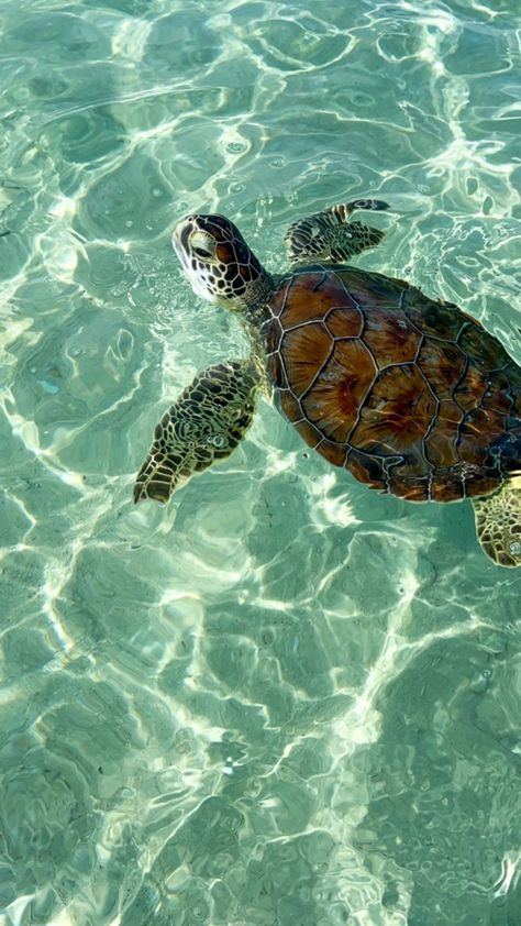 Sea Turtle Wallpaper, Sea Turtle Pictures, Turtle Wallpaper, Cute Summer Wallpapers, Beautiful Ocean Pictures, Beautiful Sea Creatures, Ocean Pictures, Animale Rare, Pretty Landscapes