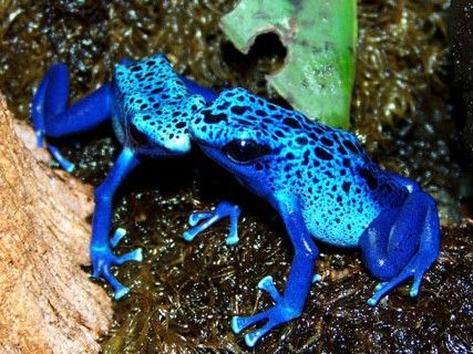 Blue Poison Dart Frog, Poison Arrow Frog, Venomous Animals, Poison Dart Frog, Blue Dart, Poison Dart, Frog Pictures, Dart Frog, Blue Morpho