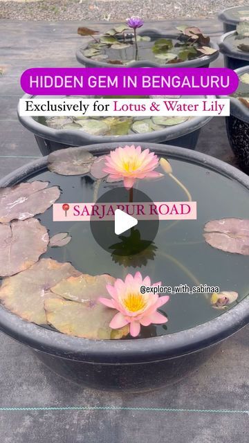 Explore with Sabinaa on Instagram: "Hidden gem in Sarjapura road @lilypondstore 

• They have 150+ varieties of potted Lotus and Waterlilies. Perfect for balcony and patios. They ship potted plants anywhere in Bangalore.

Prices Starting from Rs550/- for Plant without pot
And Rs1500/- for Potted plants.

* Do visit the store or check out their website for more amazing plant collection.

📍Location -Lily Pond Store, Sarjapura - Attibele Rd, BEML Cooperative Society Layout, S. Medihalli, Karnataka 562107

Website - https://lilypondstore.in
Contact no. 9880055260 via WhatsApp.

Save & Share
Do follow my page @explore_with_sabinaa 

#lily #lotus #lotusnursery #lilynursery #flower #nursery #plantnursery #lilypondstore #bangalore #bengaluru #nammabengaluru #karnataka #india #sarjapura #sarjapur Lotus Pot Ideas, Waterlily Pond, Lotus Plant, Lily Lotus, Lotus Pond, Flower Nursery, Follow My Page, Lily Pond, Plant Nursery