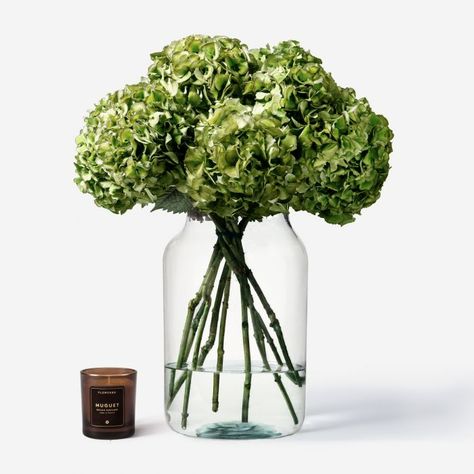 Pistachio Hydrangea | Flowers | NYC | FLOWERBX US Cosy Bathroom, Green Hydrangea, Hydrangea Flowers, Colorful Bouquet, Same Day Flower Delivery, White Hydrangea, Hydrangea Flower, Blue Hydrangea, Green Plants