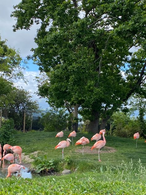 #zoo #aesthetic #flamingo #animals #popular #pretty #pink Zoo Park Aesthetic, Zoo Date Aesthetic, Aesthetic Flamingo, Zoo Aesthetic, Living In Belize, Popular Pretty, Zoo Zoo, Zoo Park, Houston Zoo