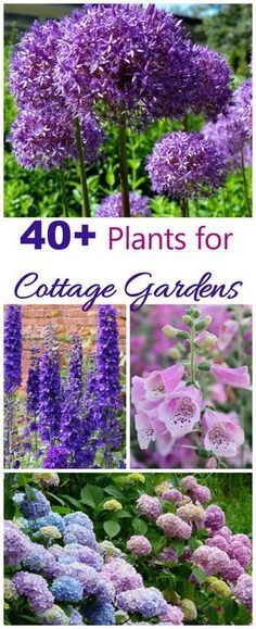 Arrange Plants In Garden, Country Garden Plants, Cottagecore Front Garden, Cottage Garden Flower Beds, Cottage Garden Planting Plan, Cottage Garden Flower Bed Ideas, English Garden Plants, English Garden Flowers, Small English Garden Ideas