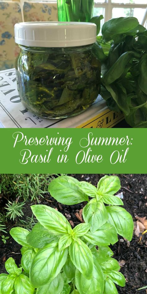 Preserving Summer: Basil in Oil - Dining With Debbie Preserving Basil Leaves In Oil, Preserving Basil In Olive Oil, Preserving Basil In Oil, Using Basil In Recipes, How To Make Basil Oil, Homemade Basil Oil, Saving Fresh Basil, Fresh Basil Storage, What To Do With Lots Of Fresh Basil