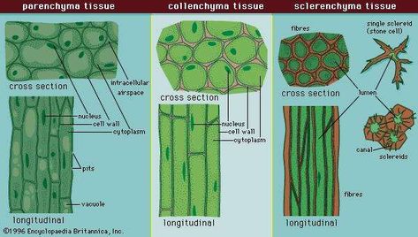 Figure 5: Cell types and tissues. Ground Tissue, Tissue Biology, Biology Plants, Biology College, Tissue Types, Plant Tissue, Biology Lessons, Plant Life Cycle, Teaching Biology