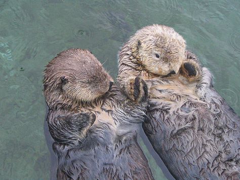 <3 -- its a Family-Saying "we need more otters" - I love my brothers Sea Otters Holding Hands, Otters Holding Hands, Wolverine Xmen, Vancouver Aquarium, Otters Cute, Star Wars Episode Iv, Sea Otters, Mind Blowing Facts, Sea Otter