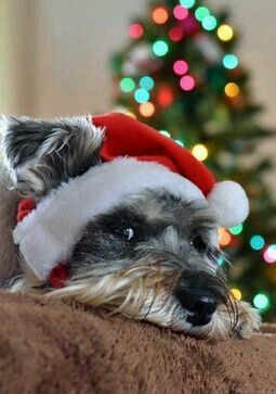 Schnauzer Mix, Mini Schnauzer Puppies, Schnauzer Art, Mini Schnauzers, Miniature Schnauzer Puppies, Miniature Schnauzers, Christmas Dogs, Schnauzer Puppy, Puppies And Kitties