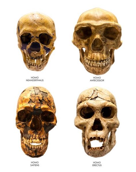 Groundbreaking: Fossils of 3 DIFFERENT Human Species Found in Same Location Physical Anthropology, Prehistoric People, Dna Analysis, Skull Reference, Skull Model, Real Skull, Human Genome, Early Humans, Human Evolution