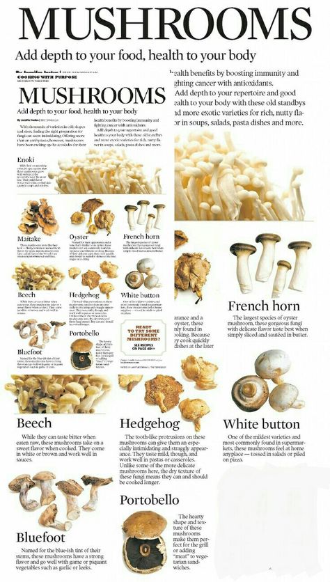 Mushroom Infographic, Mushroom Information, Edible Mushrooms Chart, Healing Mushrooms, Different Kinds Of Mushrooms, Mushrooms Edible, Food Mushrooms, Different Types Of Mushrooms, Different Mushrooms