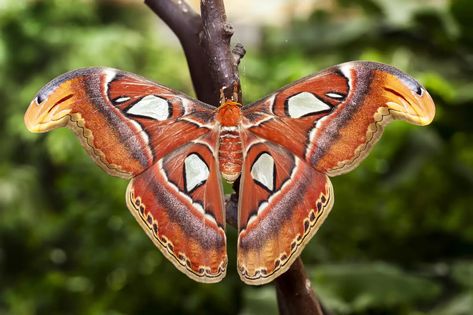 Largest Moth In The World Wears The Most Terrifying Camouflage - The Dodo Moth Facts, Attacus Atlas, Types Of Moths, Pretty Bugs, Gonta Gokuhara, Atlas Moth, Moth Butterfly, Moth Caterpillar, Damselflies