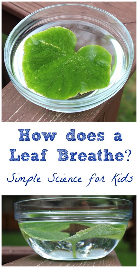 Earth Day Activities For Kindergarten Science Experiments, Lung Experiment Preschool, Science Experiments For First Grade, Plants And Trees Activities, Meteorology Activities For Kids, Kid Friendly Science Experiments, Science Experiments First Grade, Plant Activity For Kids, Nature Experiments