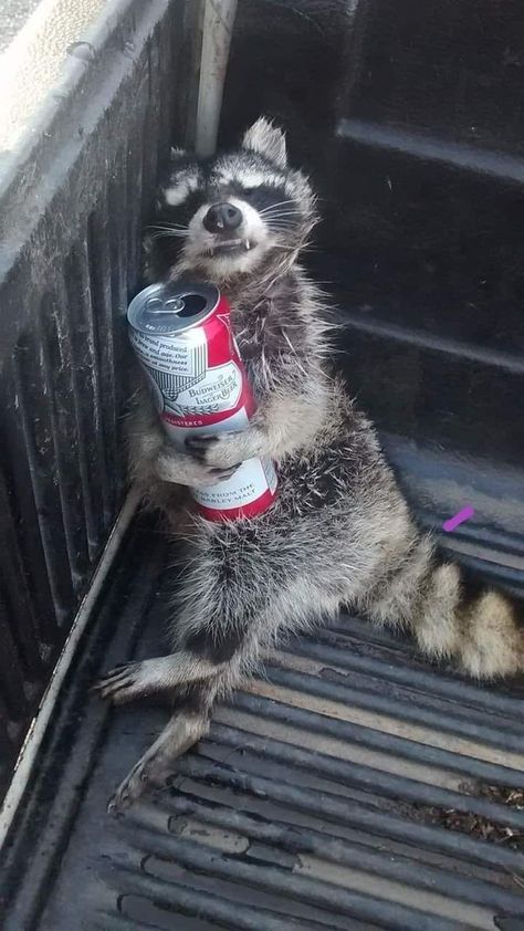 Pet Raccoon, Pahlawan Marvel, Raccoon Funny, Image Chat, Cute Raccoon, Trash Panda, Funny Animal Jokes, Silly Animals, Cute Wild Animals