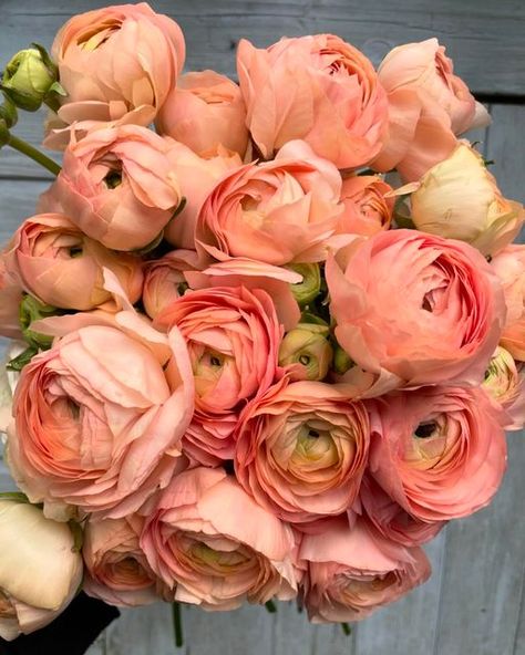 Steph Turpin on Instagram: "My dream bunch 🧡 . . . #ranunculus #love #peach #fairynuffflowers" Peach Stock Flower, Salmon Ranunculus, Peach Ranunculus, Ranunculus Bouquet, Flower Varieties, Flower Identification, Stock Flower, April 16, Ranunculus