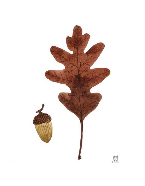 자수 디자인, Botanical Drawings, Autumn Art, Illustration Character Design, Autumn Inspiration, Botanical Illustration, Botanical Art, White Oak, Illustrations Posters