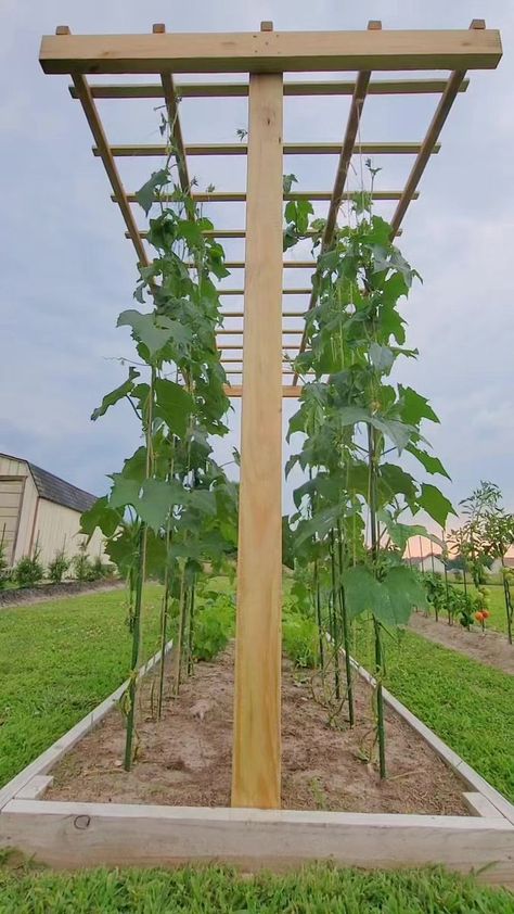 Garden Trellis Before And After Growing Vegetables Vertically I Love This Trellis #gardening #gardentrellis #homestead #beforeandafter #diyideas #diyhome #gardenideas | Kabsat Tomato Vertical Garden, Cucumbers And Onions In Vinegar, Tomato Trellis Ideas, Cucumber Drinks, California Garden Design, Trellis Gardening, Outdoor Trellis Ideas, Cucumber Snack, Pumpkin Trellis