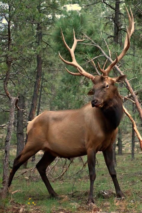 ~* Proud King *~ European Animals, Bugling Elk, Elk Art, Elk Photo, Elk Head, Male Deer, Regnul Animal, Deer Horns, Bull Elk