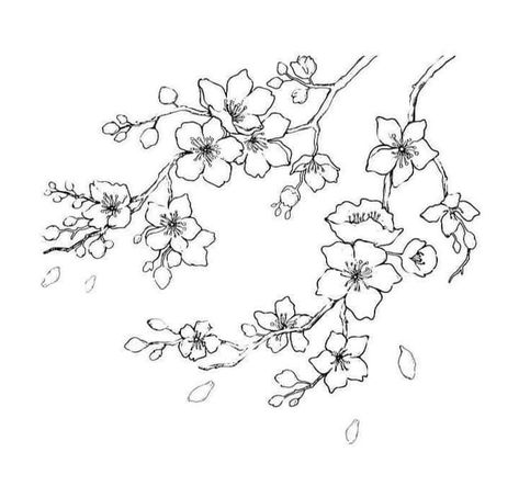 Cherry Blossom Tattoo Linework, Cherry Blossom Tattoo Sketch, Cherry Blossom Line Art Tattoo, Cherry Blossom Tree Outline, Cherry Blossom Tree Tattoo Stencil, Cherry Flower Drawing, Cherry Blossom Tattoo Drawing, Cherry Blossom Vine Tattoo, Cherry Blossom Flower Drawing