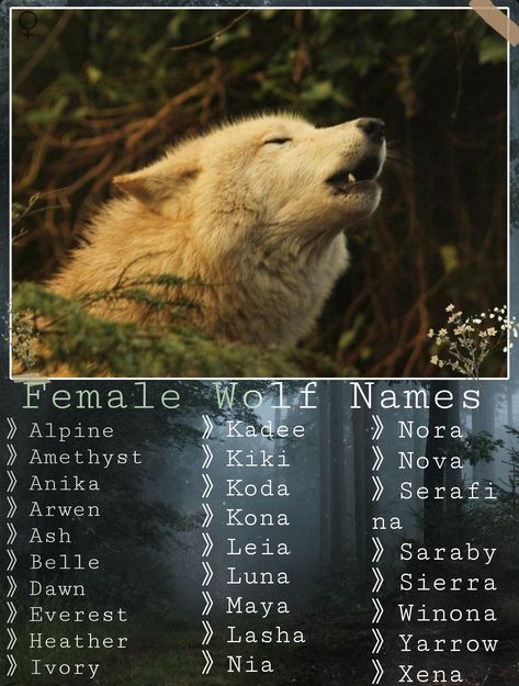 Wolf Names Ideas, Therian Names, Names That Mean Wolf, Wolf Names, Female Wolf, Werewolf Name, Fantasy Character Names, Creaturi Mitice, Writing Inspiration Tips