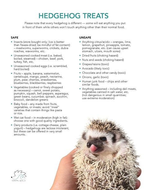 Hedgehog Food List, How To Care For A Hedgehog, Hedgehog Names List, How To Take Care Of A Hedgehog, Heghogs Cage, Hedgehog Name Ideas, Hedgehog Care Tips, Hedgehog Toys Ideas, Pet Hedgehog Cage