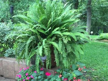 Kimberly Queen Fern, Fern Planters, Hanging Ferns, Ferns Care, Natural Air Purifier, White Pot, Air Purifying Plants, Decorative Planters, Flower Box