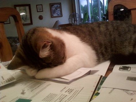 This paperwork will never cease. Or mean anything. | 21 Cats Who Aren't Striking The Right Work/Life Balance Cat Sleeping, Work Humor, Back To Work, All About Cats, Funny Animal Pictures, Pics Art, Crazy Cat Lady, 귀여운 동물, How I Feel