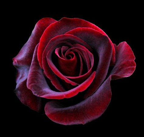 black magic roses. had these in my wedding bouquet. Black Magic Roses, Black Magic, My Wedding, Red Rose, Wedding Bouquet, Black Background, Roses, Red, Black