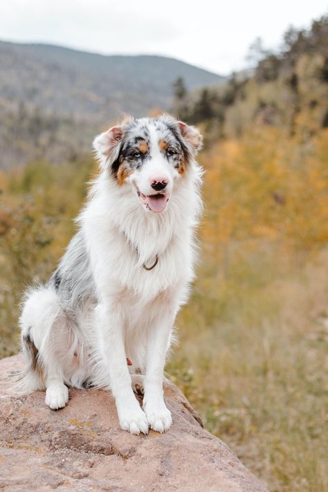 Australia Shepherd Puppy, Australian Shepherd Service Dog, Australian Dog Breeds, Australia Shepherd, Blue Merle Australian Shepherd, Red Merle Australian Shepherd, Merle Australian Shepherd, Most Beautiful Dog Breeds, Aussie Dog