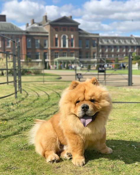 A breed that is almost 4,000 years old, the Chow Chow dog has so many interesting facts to learn about. Chow Dog Breed, Chow Chow Dog, Chow Dog, Chow Chow Puppy, Chow Chow Dogs, Puppy Images, Famous Dogs, Lion Dog, London Zoo