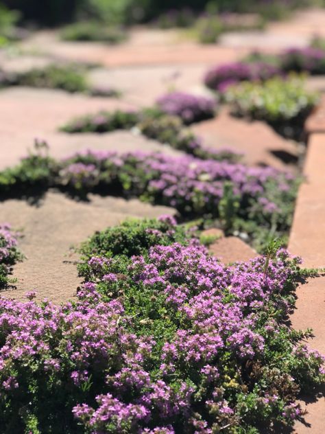 Drought Tolerant Parking Strip, Best Plants For Utah Front Yards, Park Strip Landscaping Ideas Utah, Park Strip Landscaping Utah, Utah Gardening, Red Creeping Thyme, Thyme Flower, Wallpaper Garden, Creeping Thyme