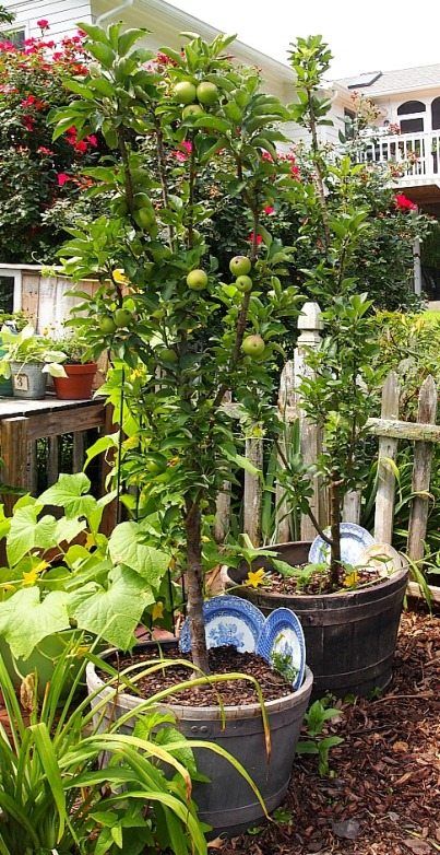 Container Landscaping, Growing Apple Trees, Fruit Trees In Containers, Balkon Decor, Apple Trees, Secret Gardens, Have Inspiration, Potted Trees, Landscaping Tips