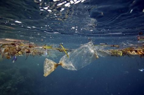 A new floating garbage patch discovered in the South Pacific. Rather than plastic bottles and bags, this patch — larger than the state of Texas — is made of billions of tiny particles | Mercury News Plymouth University, Bawah Air, Marine Debris, Les Continents, Oceans Of The World, Plastic Pollution, Exeter, In The Ocean, Plastic Waste