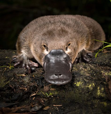 Tattoo Nature, Platypus, Australia, Nature