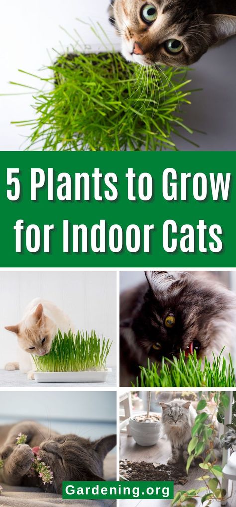 What Plants Repel Cats, Cat Plants Indoor, Diy Cat Water Fountain With Plants, Diy Cat Garden Indoor, Plants Cats Can Eat, Protect Plants From Cats, Cat Enrichment Indoor, Cat Grass Indoor Ideas, Cat Friendly House Plants