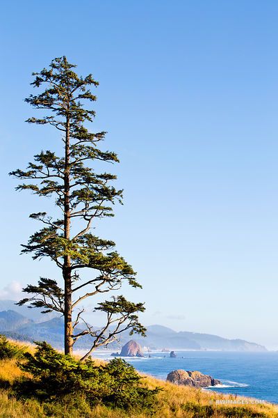 ECOLA STATE PARK AND CANNON BEACH OREGON COAST PACIFIC NORTHWEST LANDSCAPE VERTICAL Fine art photography framed picture canvas metal acrylic fine art print stock photo image keywords: AMERICA, AMERICAN, ART, ARTISTIC OREGON COAST PHOTOGRAPHY, ARTWORK, BEACH, BUY OREGON COAST PHOTOGRAPHIC PRINTS FINE ART FOR SALE, CANNON BEACH, CANNON BEACH VIEW, COAST, CORPORATE, CORPORATE ART, ECOLA STATE PARK OREGON PHOTOS PRINTS, EXPLORING OREGON COAST, LANDSCAPE, NORTHWEST, NORTHWESTERN, OCEAN, OR, OREGON, O Vertical Landscape Photography, Oregon Coast Photos, Oregon Coast Painting, Exploring Oregon, Coast Landscape, Oregon Landscape, Northwest Landscaping, Coast Photography, Ecola State Park