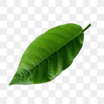 Coffee Leaves, Pictures Of Leaves, Coffee Leaf, 3d Leaves, Leaf Png, Leaves Png, Logo Design Love, Real Leaf, Leaf Images