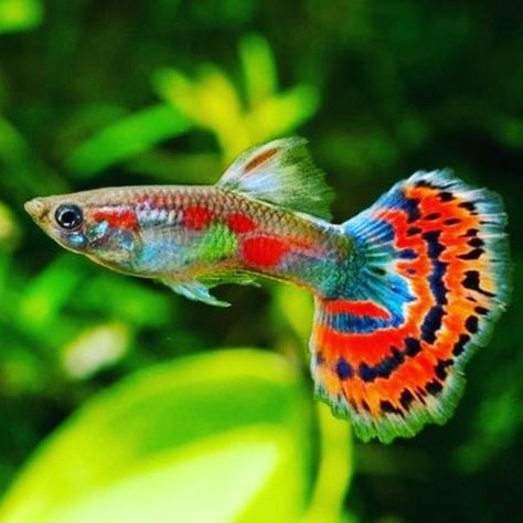 The Dragon Mosaic Guppy is an inexpensive variety that has a great deal of color, even in females! The Dragon Mosaic Guppy (Poecilia reticulata) is a very colorful guppy variety that is now well established in the aquarium world. Various shades of red, orange, blue, violet, and yellow are present in this variety, even in females! Guppies typically occupy the top level of the water column, although they can often be seen swimming and feeding in the middle and bottom levels as well. #mosaicguppy Dragon Mosaic, Label Harga, Weedy Sea Dragon, Tropical Fish Aquarium, Tropical Freshwater Fish, Guppy Fish, Aquascape Aquarium, Cool Fish, Koi Fish Pond