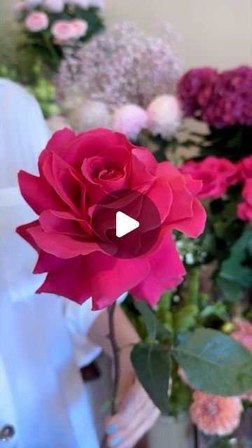 BloomBar Flowers on Instagram: "Ever wondered how we get our roses to look so juicy and full? It's allll in the reflexing!  Here's Nads showing you just how we do it 🌹  #bloombar #adelaideflorist #adelaideflowers #blooms #adelaideblooms #reflexedrose #reflexedroses" Rose Display Ideas, How To Open Roses, Rose Flower Arrangements Diy, How To Arrange Roses In A Vase, Rose Arrangements Diy, Diy Rose Bouquet, Rose Floral Arrangements, Rose Flower Arrangements, Altar Flowers