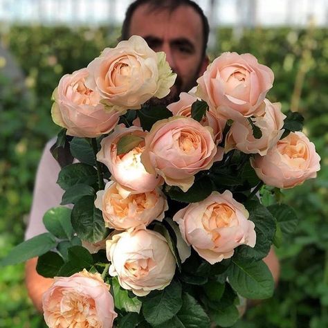 Charles MacPherson on Instagram: “This beautiful rose variety is called “unforgettable” this picture is from @joeruggiero_collection” Rose Garden Landscape, Rose Garden Design, The Butler, Rose Varieties, Flower Names, Ornamental Plants, English Roses, Beautiful Rose, Rose Wedding