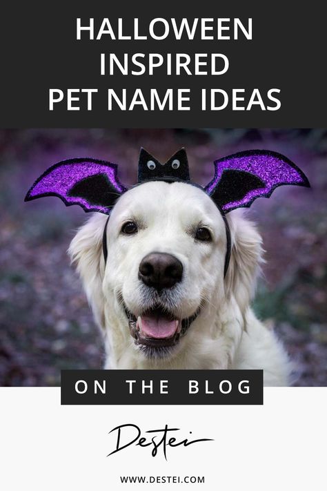 Halloween Themed Names, Pet Name Ideas, Girl Pet Names, Brown Dog Names, Black Dog Names, Funny Dog Names, Boy Dog Names, Halloween Puppy, Girl Dog Names