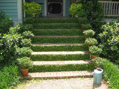 more creeping fig steps (plus cool potted boxwoods) Creeping Fig Vine, Fig Vine, Homestead Style, Creeping Fig, Ficus Pumila, Garden Vines, Front Landscaping, Casa Exterior, Stair Risers