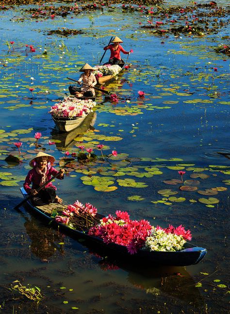 Beautiful Vietnam, Vietnam Voyage, Vietnam Art, Mekong Delta, Vietnam Travel, People Of The World, Water Lily, Mongolia, Water Lilies