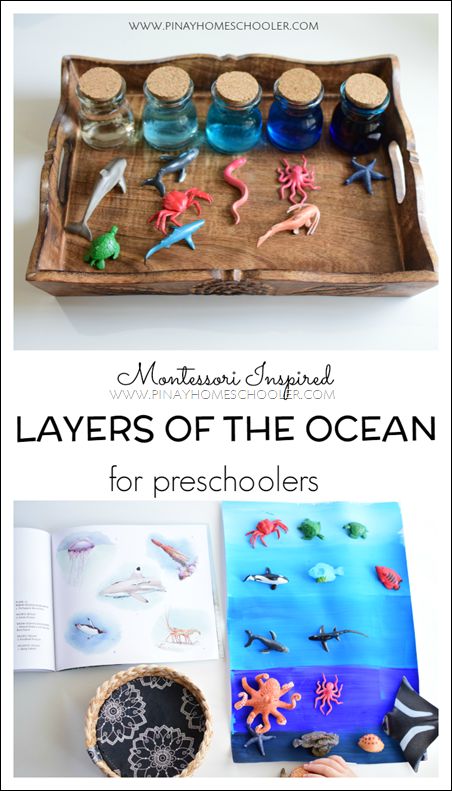 Use this acitivity with Zoology 2 - Swimming Creatures of the Fifth Day! Apologia.com Underwater Decorations, Ocean Preschool, Layers Of The Ocean, Ocean Theme Preschool, Montessori Science, Marine Science, Ocean Unit, Montessori Lessons, Ocean Science