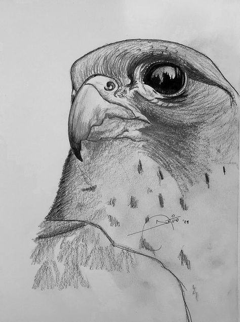 Peregrine falcon by AntonioCremades on DeviantArt Peregrine Falcon Drawing, Peregrine Falcon Art, Falcon Sketch, Bird Sketching, Falco Pellegrino, Falcon Drawing, Sketch Bird, Falcon Art, Eagle Drawing