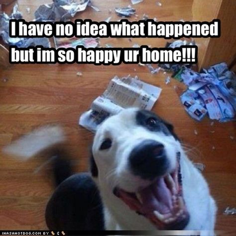 Happy Destructive Border Collie Border Collie Humor, Dog Shaming, Funny Pictures With Captions, Dog Rules, Collie Dog, Crazy Dog, Funny Animal Pictures, Dog Memes, Siberian Husky