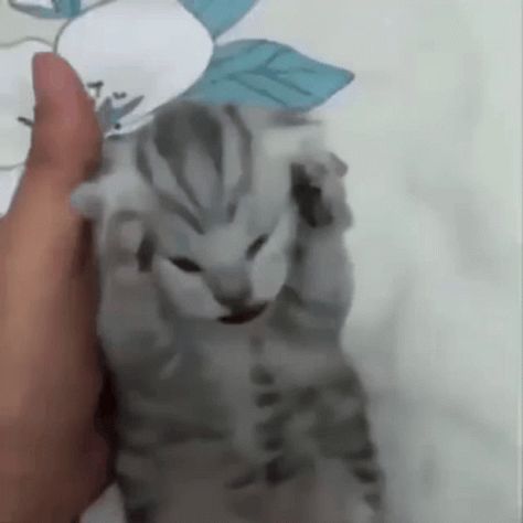 Cat Kitten GIF - Cat Kitten Screaming - Discover & Share GIFs Exploding Cat Gif, Screaming Cat Reaction Pic, Cat Flipping You Off Meme, Kittens Screaming, Happy Happy Happy Cat Gif, Cat Screaming Video, Happy Happy Happy Cat Dance Video, Cat Hitting Another Cat, Happy Happy Happy Cat Dance