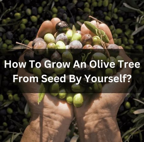 How To Grow An Olive Tree From Seed By Yourself? Growing An Olive Tree, How To Grow Olives, Olive Seeds, Indoor Olive Tree, Growing Olive Trees, Olive Plant, Garden Companion Planting, Orchard Tree, Planting Tips