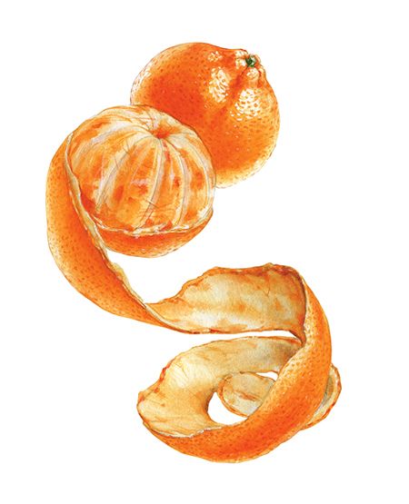 Watercolor illustrations Orange Peel Drawing, Mandarin Watercolor, Mandarin Tattoo, Tangerine Drawing, Watercolor Tangerine, Tangerine Illustration, Tangerine Art, Watercolor Oranges, Mandarin Fruit