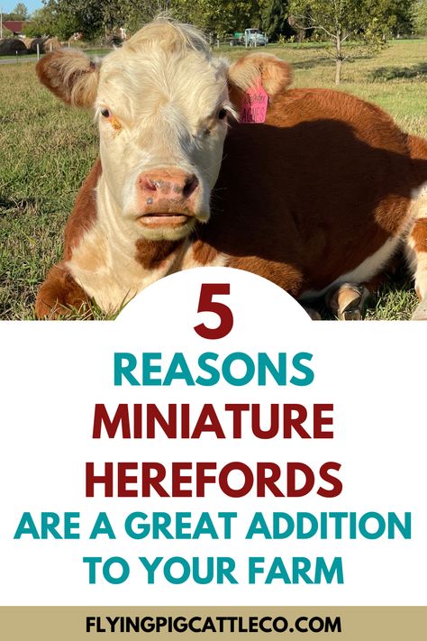 Learn 5 amazing reasons to add miniature herefords to your farm, ranch or backyard homestead! #cattle #homestead #farm Small Farm Hacks, Mini Hobby Farm, Mini Hereford Cow, Miniature Hereford Cattle, Mini Hereford Cattle, Cattle Farm Design, Farm Hacks Cattle, 1 Acre Homestead Layout Small Farm, Cow Farm Ideas