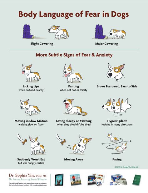 Dogs Poster, Dog Body Language, Dog Language, 강아지 그림, Dog Biting, Animal Behavior, Pet Hacks, Obedience Training, Dog Obedience